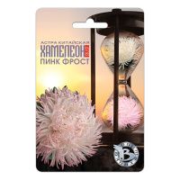 02Би2873 Астра китайская Хамелеон SELECT Пинк Фрост NDS