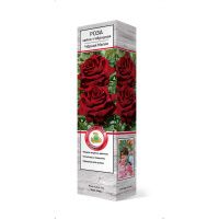 ПоСа7454 Роза чайно-гибридная Черная Магия