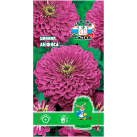 Цинния Анфиса (изящная, фиолетовая)