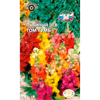 Львиный зев Том Тумб (карликовый, смесь цветов)