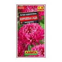 02Аэ1066 Астра Королева сада малиновая
