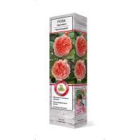 ПоСа7438 Роза парковая Чиппендейл