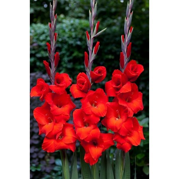 02ко6475 Гладиолус Костелло 10-12БУ 100шт