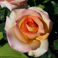 02Ро3463 Саженец Розы Салвадор чайно-гибридная