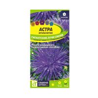 02Се2827 Цветы Астра Гигантские лучи Синяя сем алтая