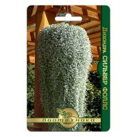 02Би3242 Дихондра Сильвер Фоллс NDS