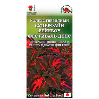 Колеус Суперфайн Рейнбоу Фестиваль Денс