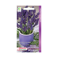 Лаванда декоративная Услада