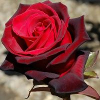 02Ро3433 Саженец Розы Чёрный Магия чайно-гибридная