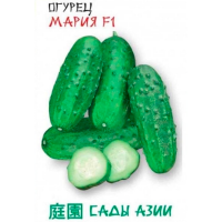 Огурец ”Мария” Е-1