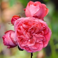 02Ро3427 Саженец Розы Кимоно флорибунда