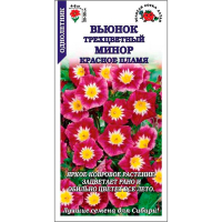 Вьюнок Минор Красное пламя