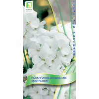 Пеларгония зональная Люстра Вайт (ЦВ) (К) 5шт
