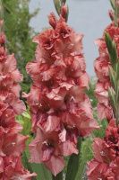 02ко6481 Гладиолус Расти Чеснат 10-12БУ 100шт