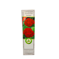 Гортензия крупнолистовая Ред Барон