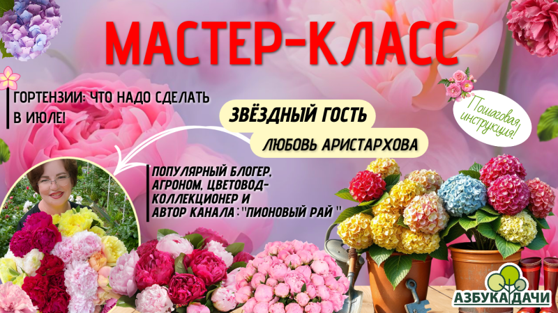 Гортензии в июле: Что делать, чтобы цвели пышно!