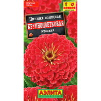 Циния Крупноцветковая красная