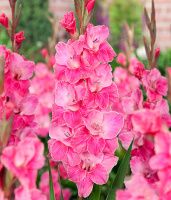 02ко6479 Гладиолус Пинк Ивент 12-14БУ 100шт