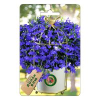 02Би3167 Лобелия кустовая Долли Блю  NDS