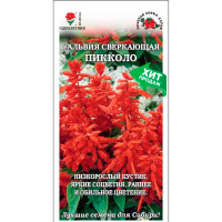 Сальвия Пикколо