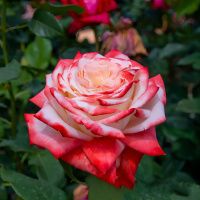 02Ро3445 Саженец Розы Императрица Фарах