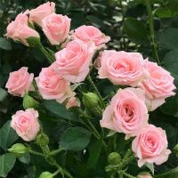 02Ро3485 Саженец Розы Блу Лидия спрей