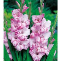 02ко6476 Гладиолус Май Лав 10-12БУ 100шт