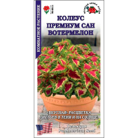 Колеус Премиум Сан Вотермелоун