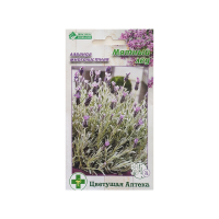 Лаванда многолистная МЯТНЫЙ ЛЕД