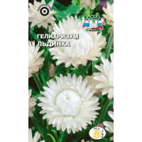 Гелихризум Льдинка (белый)