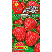 Земляника ремонтантная крупноплодная Алый огонек F1