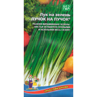 Лук на зелень Лучок на пучок