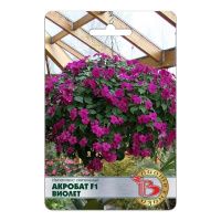 02Би3231 Импатиенс ампельный “Акробат” F1 Виолет NDS