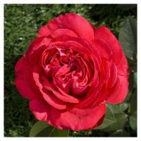ПоСа7435 Роза парковая Рубан Руж
