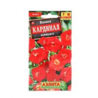 02Аэ1266 Ипомея Кардинал вьющаяся