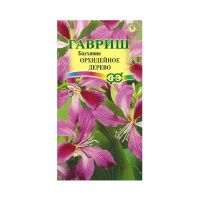 Га031314 Баухиния Орхидейное дерево (пурпурная) 3 шт