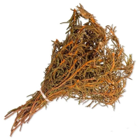 Веник Багульник