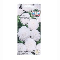 02Се4890 Астра Антарктида (карликовая королевская белая)