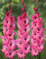 02ко6465 Гладиолус Барток 10-12БУ 100шт