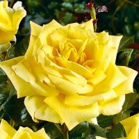 02Ро3466 Саженец Розы Ландора чайно-гибридная