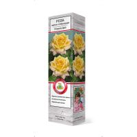 ПоСа7451 Роза чайно-гибридная Глория Дей (Пис)