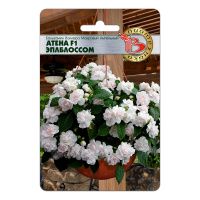 02Би3239 Бальзамин Валлера махровый ампельный Атена F1 Эплблоссом NDS