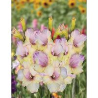 02ко6477 Гладиолус Мон Амур 10-12БУ 100шт