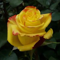 02Ро3462 Саженец Розы Йеллоу Магия чайно-гибридная