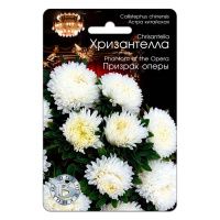 02Би2882 Астра китайская Хризантелла Призрак оперы NDS