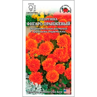 Георгина Фигаро Оранжевый