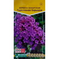 Вербена ТЩЕСЛАВНАЯ БАРЫШНЯ бонарская