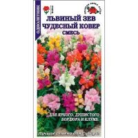 Львиный Зев Чудесный Ковер