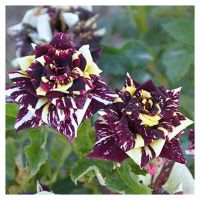 ПоСа7449 Роза чайно-гибридная Абракадабра