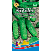 Огурец Чудо на рекорд